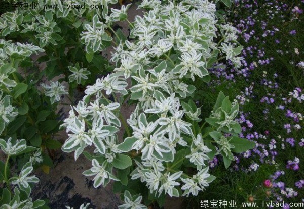 銀邊翠