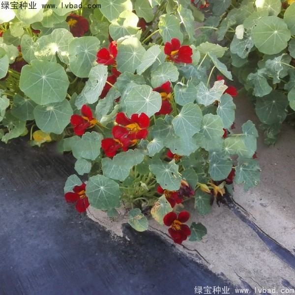 旱金蓮種子