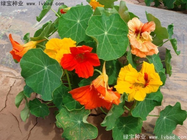 旱金蓮種子