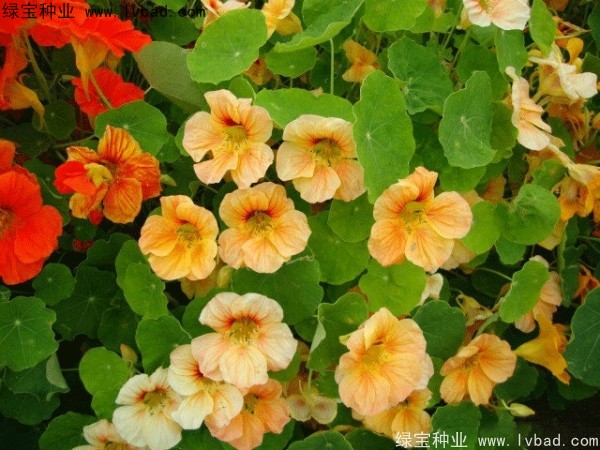 旱金蓮種子
