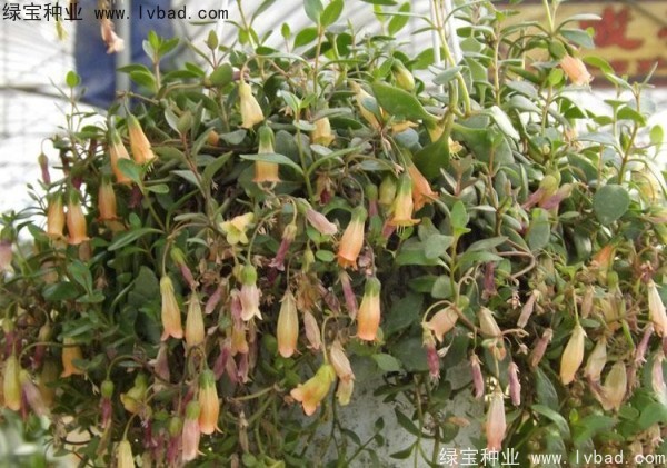 長壽花