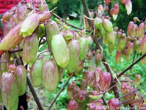 <a href='http://m.wuzhouwash.com/caohuazhongzi/1654.html' target='_blank'>長壽花</a>