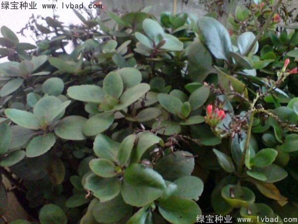 長壽花