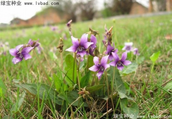 紫花地丁種子