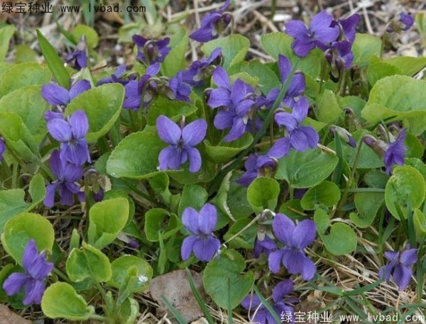 紫花地丁種子