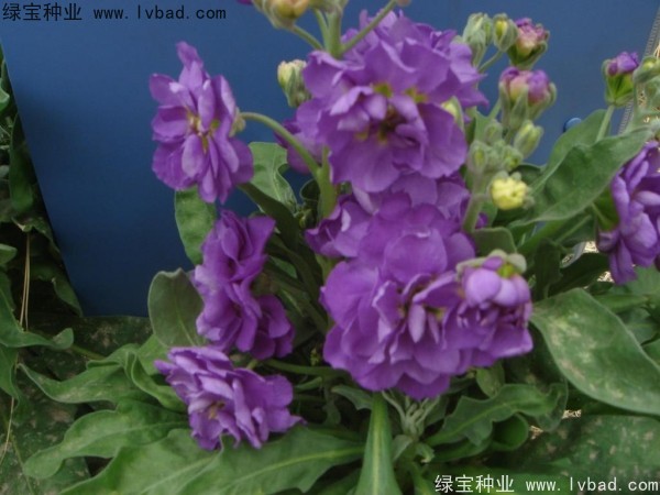 紫羅蘭種子