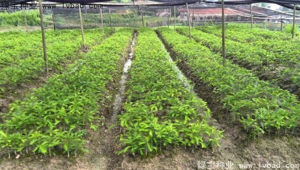 <a href='http://m.wuzhouwash.com/linmuzhongzi/2194.html' target='_blank'>香榧種子</a>