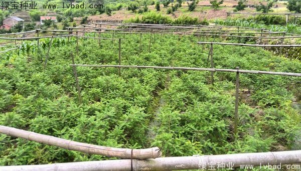 <a href='http://m.wuzhouwash.com/linmuzhongzi/2194.html' target='_blank'>香榧種子</a>