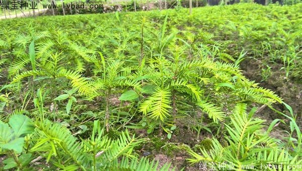 香榧種子