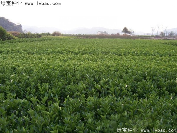 橄欖<a href='http://m.wuzhouwash.com/' target='_blank'>種子</a>