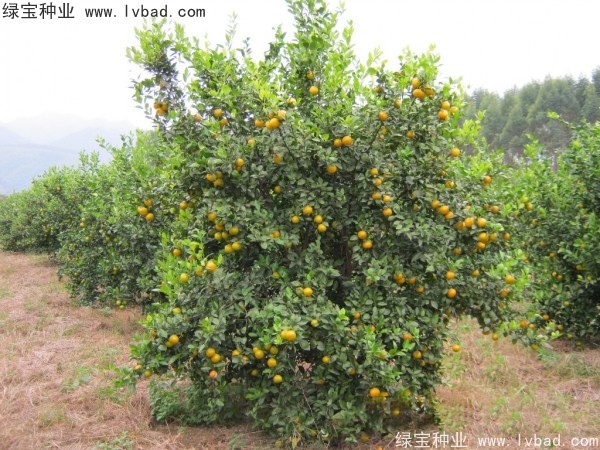<a href='http://m.wuzhouwash.com/linmuzhongzi/2195.html' target='_blank'>橄欖種子</a>