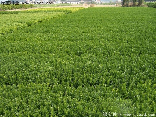 橄欖<a href='http://m.wuzhouwash.com/' target='_blank'>種子</a>