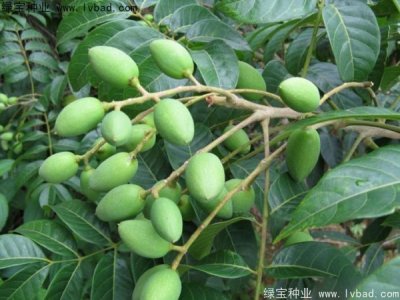 橄欖種子