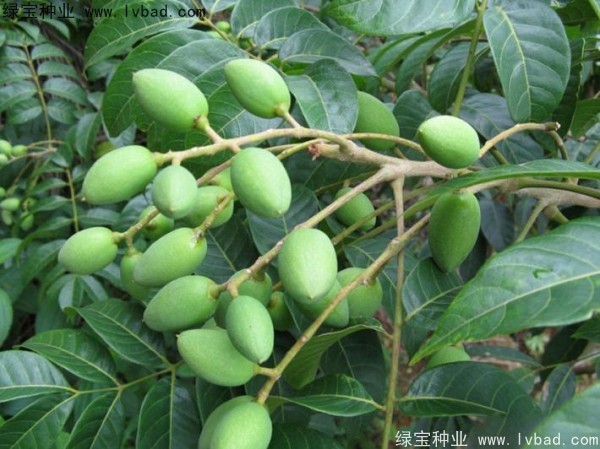 <a href='http://m.wuzhouwash.com/linmuzhongzi/2195.html' target='_blank'>橄欖種子</a>