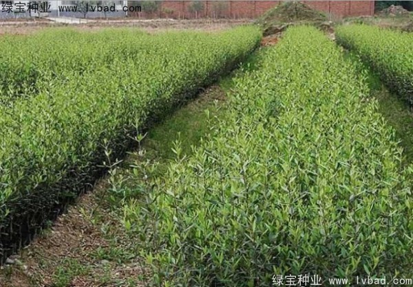 <a href='http://m.wuzhouwash.com/linmuzhongzi/2195.html' target='_blank'>橄欖種子</a>