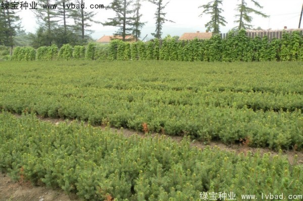 <a href='http://m.wuzhouwash.com/linmuzhongzi/2196.html' target='_blank'>紅松種子</a>