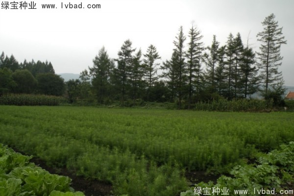 <a href='http://m.wuzhouwash.com/linmuzhongzi/2196.html' target='_blank'>紅松</a><a href='http://m.wuzhouwash.com/' target='_blank'>種子</a>