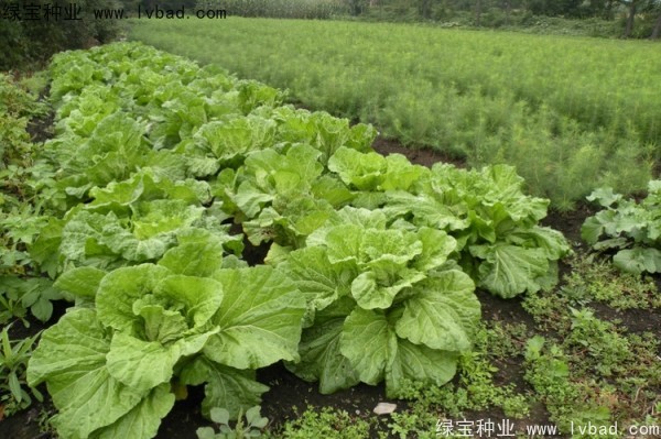 <a href='http://m.wuzhouwash.com/linmuzhongzi/2196.html' target='_blank'>紅松</a>種子