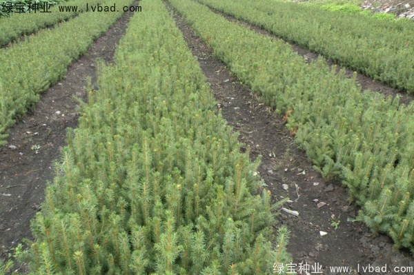 <a href='http://m.wuzhouwash.com/linmuzhongzi/2196.html' target='_blank'>紅松種子</a>
