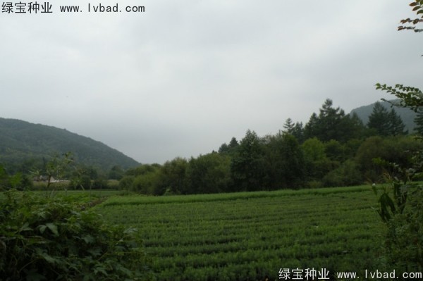 <a href='http://m.wuzhouwash.com/linmuzhongzi/2196.html' target='_blank'>紅松種子</a>