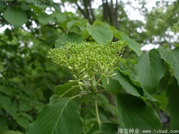 燈臺(tái)樹(shù)種子