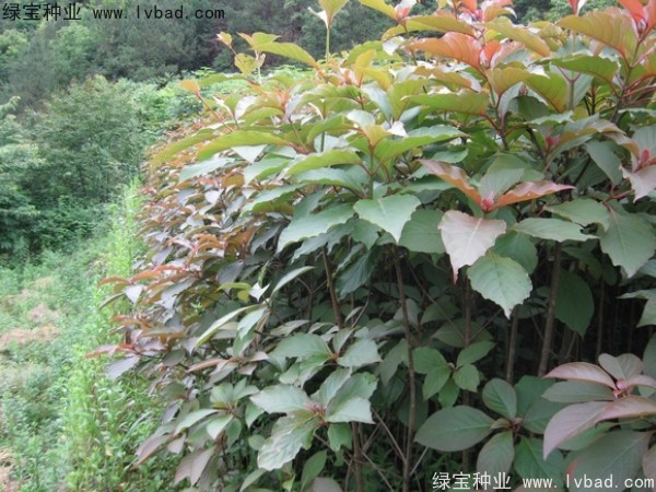 燈臺(tái)樹(shù)<a href='http://m.wuzhouwash.com/' target='_blank'>種子</a>