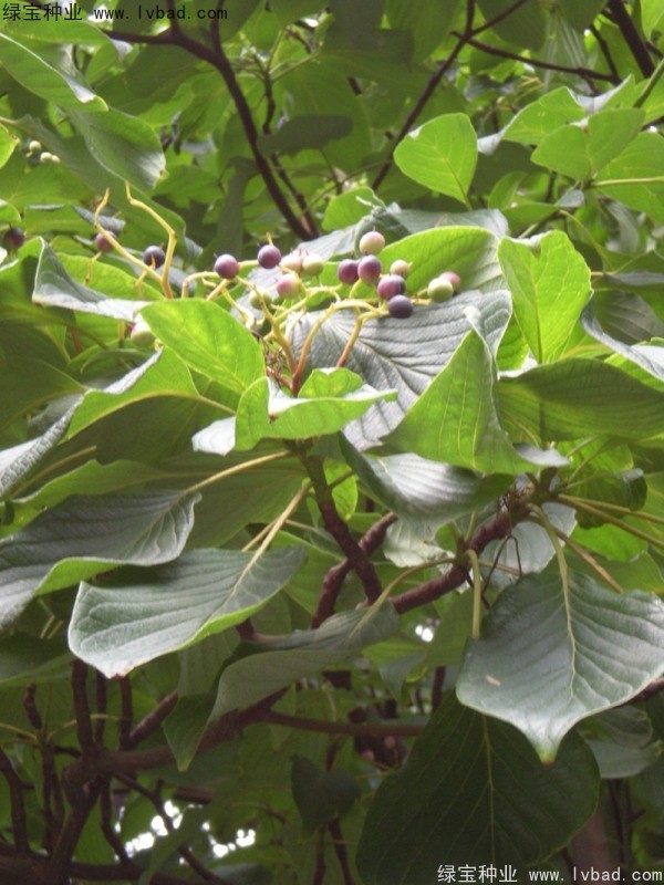 <a href='http://m.wuzhouwash.com/linmuzhongzi/2197.html' target='_blank'>燈臺(tái)樹(shù)種子</a>