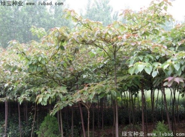 <a href='http://m.wuzhouwash.com/linmuzhongzi/2197.html' target='_blank'>燈臺(tái)樹(shù)種子</a>