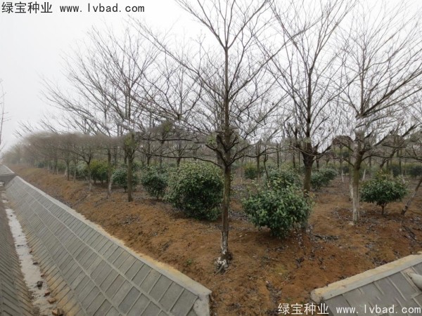 <a href='http://m.wuzhouwash.com/linmuzhongzi/2197.html' target='_blank'>燈臺(tái)樹(shù)種子</a>