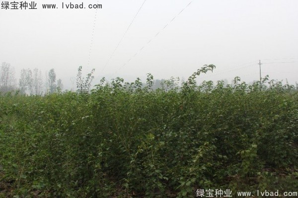<a href='http://m.wuzhouwash.com/linmuzhongzi/2200.html' target='_blank'>青榨槭種子</a>