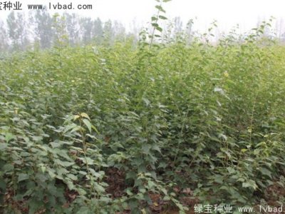 青榨槭種子