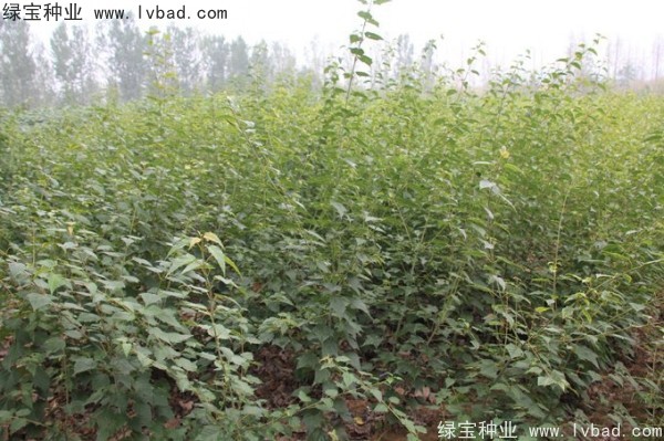 <a href='http://m.wuzhouwash.com/linmuzhongzi/2200.html' target='_blank'>青榨槭種子</a>
