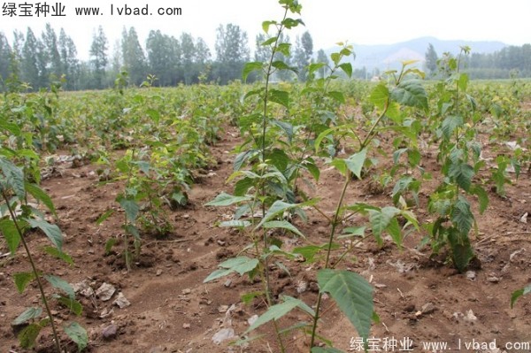 <a href='http://m.wuzhouwash.com/linmuzhongzi/2200.html' target='_blank'>青榨槭</a><a href='http://m.wuzhouwash.com/' target='_blank'>種子</a>