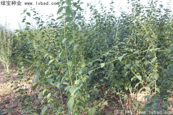 青榨槭<a href='http://m.wuzhouwash.com/' target='_blank'>種子</a>