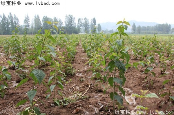 青榨槭種子