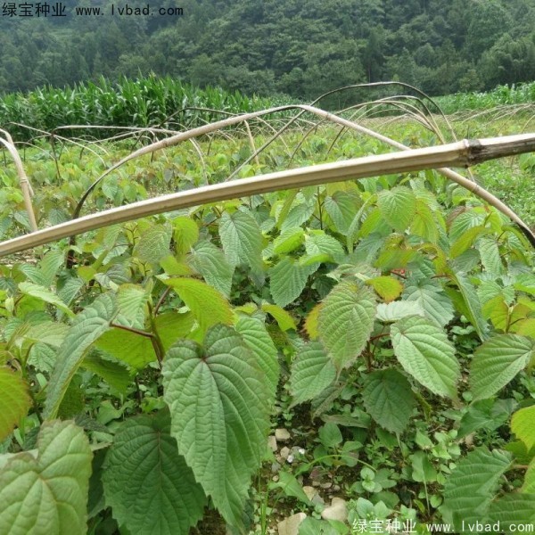 <a href='http://m.wuzhouwash.com/linmuzhongzi/2203.html' target='_blank'>珙桐種子</a>