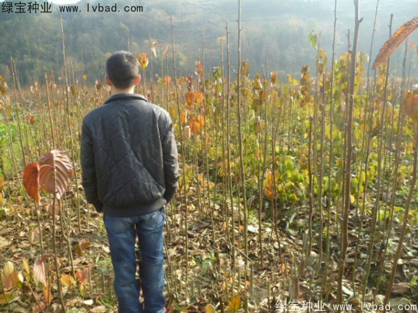 <a href='http://m.wuzhouwash.com/linmuzhongzi/2203.html' target='_blank'>珙桐種子</a>