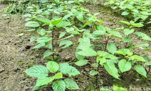 <a href='http://m.wuzhouwash.com/linmuzhongzi/2203.html' target='_blank'>珙桐種子</a>