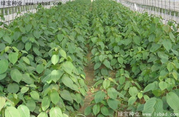 <a href='http://m.wuzhouwash.com/linmuzhongzi/2203.html' target='_blank'>珙桐</a><a href='http://m.wuzhouwash.com/' target='_blank'>種子</a>