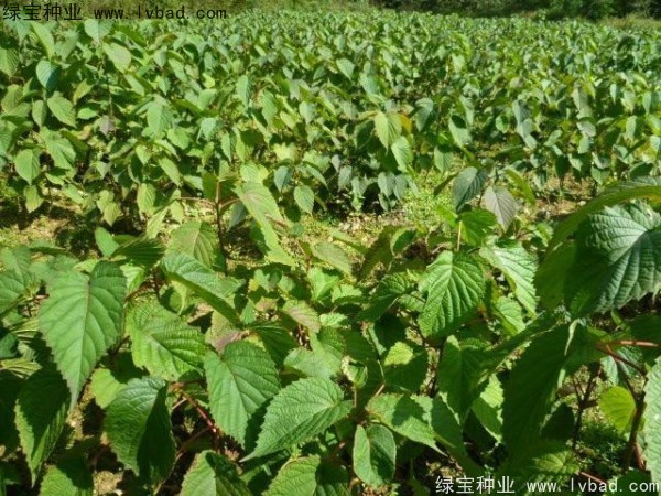 珙桐<a href='http://m.wuzhouwash.com/' target='_blank'>種子</a>