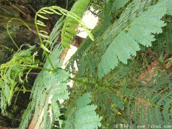 <a href='http://m.wuzhouwash.com/linmuzhongzi/2204.html' target='_blank'>鳳凰木</a><a href='http://m.wuzhouwash.com/' target='_blank'>種子</a>