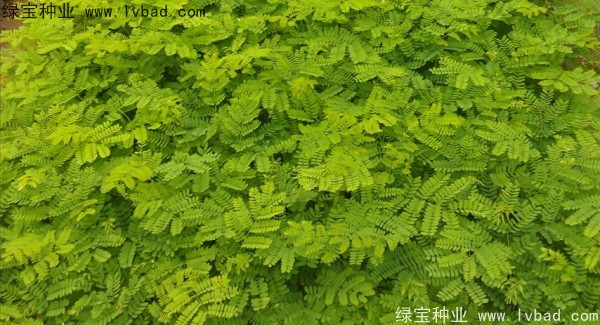 <a href='http://m.wuzhouwash.com/linmuzhongzi/2204.html' target='_blank'>鳳凰木種子</a>