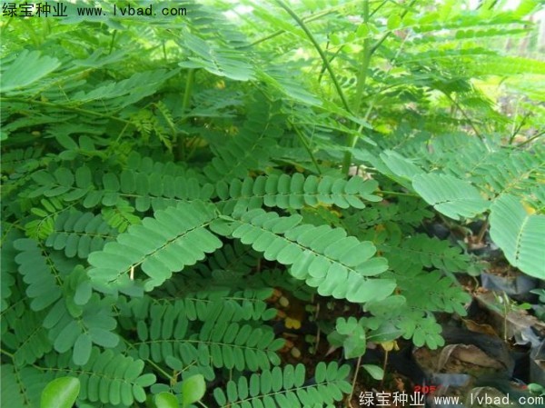 <a href='http://m.wuzhouwash.com/linmuzhongzi/2204.html' target='_blank'>鳳凰木種子</a>