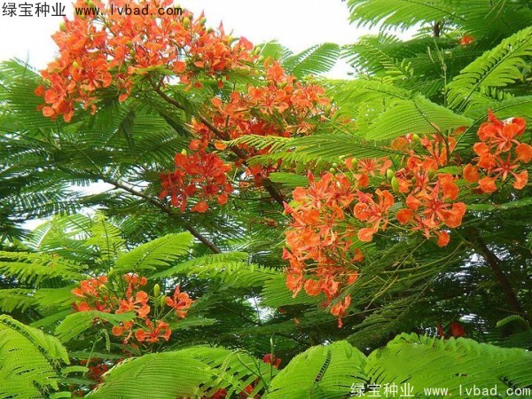 <a href='http://m.wuzhouwash.com/linmuzhongzi/2204.html' target='_blank'>鳳凰木種子</a>
