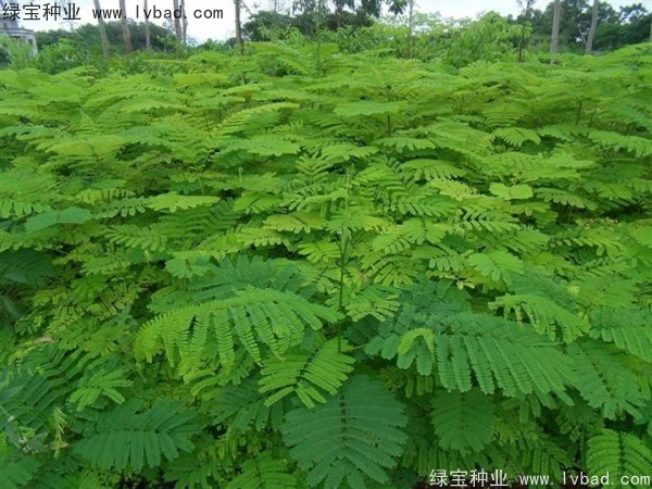 鳳凰木<a href='http://m.wuzhouwash.com/' target='_blank'>種子</a>