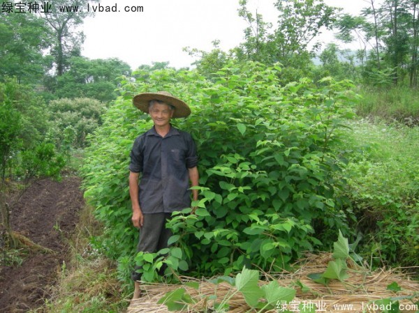 拐棗<a href='http://m.wuzhouwash.com/' target='_blank'>種子</a>