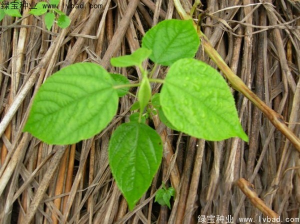 <a href='http://m.wuzhouwash.com/linmuzhongzi/2205.html' target='_blank'>拐棗</a><a href='http://m.wuzhouwash.com/' target='_blank'>種子</a>