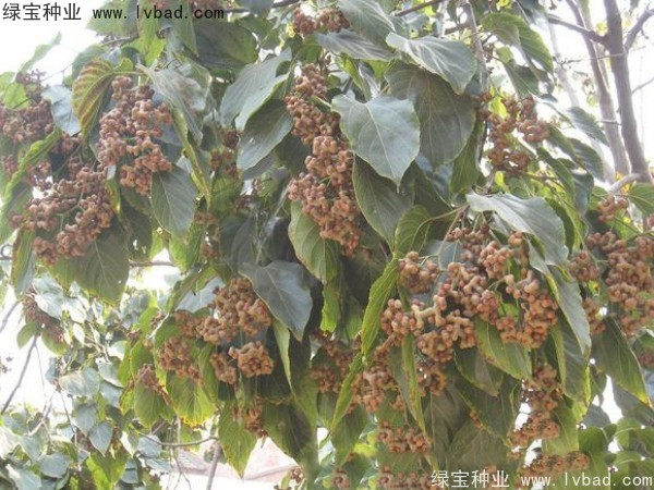 <a href='http://m.wuzhouwash.com/linmuzhongzi/2205.html' target='_blank'>拐棗種子</a>