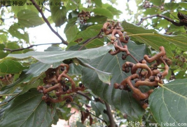拐棗種子