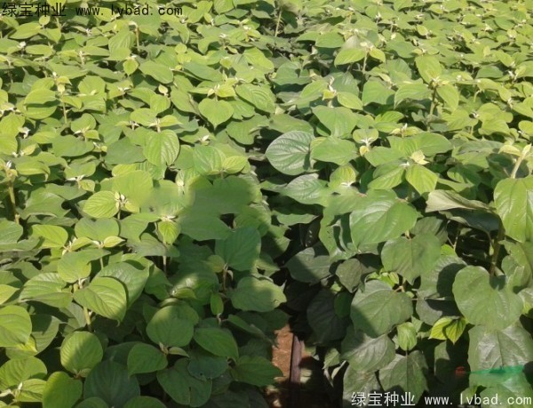 <a href='http://m.wuzhouwash.com/linmuzhongzi/2205.html' target='_blank'>拐棗種子</a>